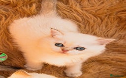 British Shorthair cats for sale: BSH Champion bloodlines TICA Kittens in Bedford - Image 9