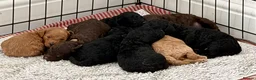 Cockapoo dogs for sale: Beautiful mid sized F1b Cockapoos in Wrexham - Advert 18