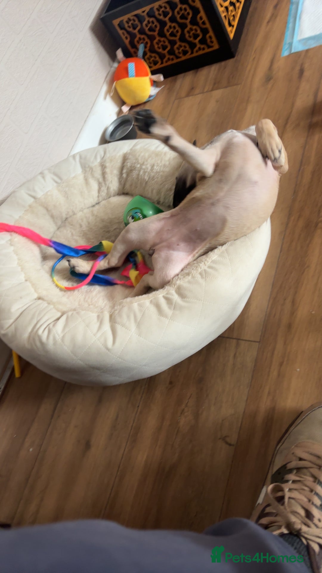Mixed Breed dogs for sale: Frenchi pomchi puppy 15 weeks old girl - Image 6