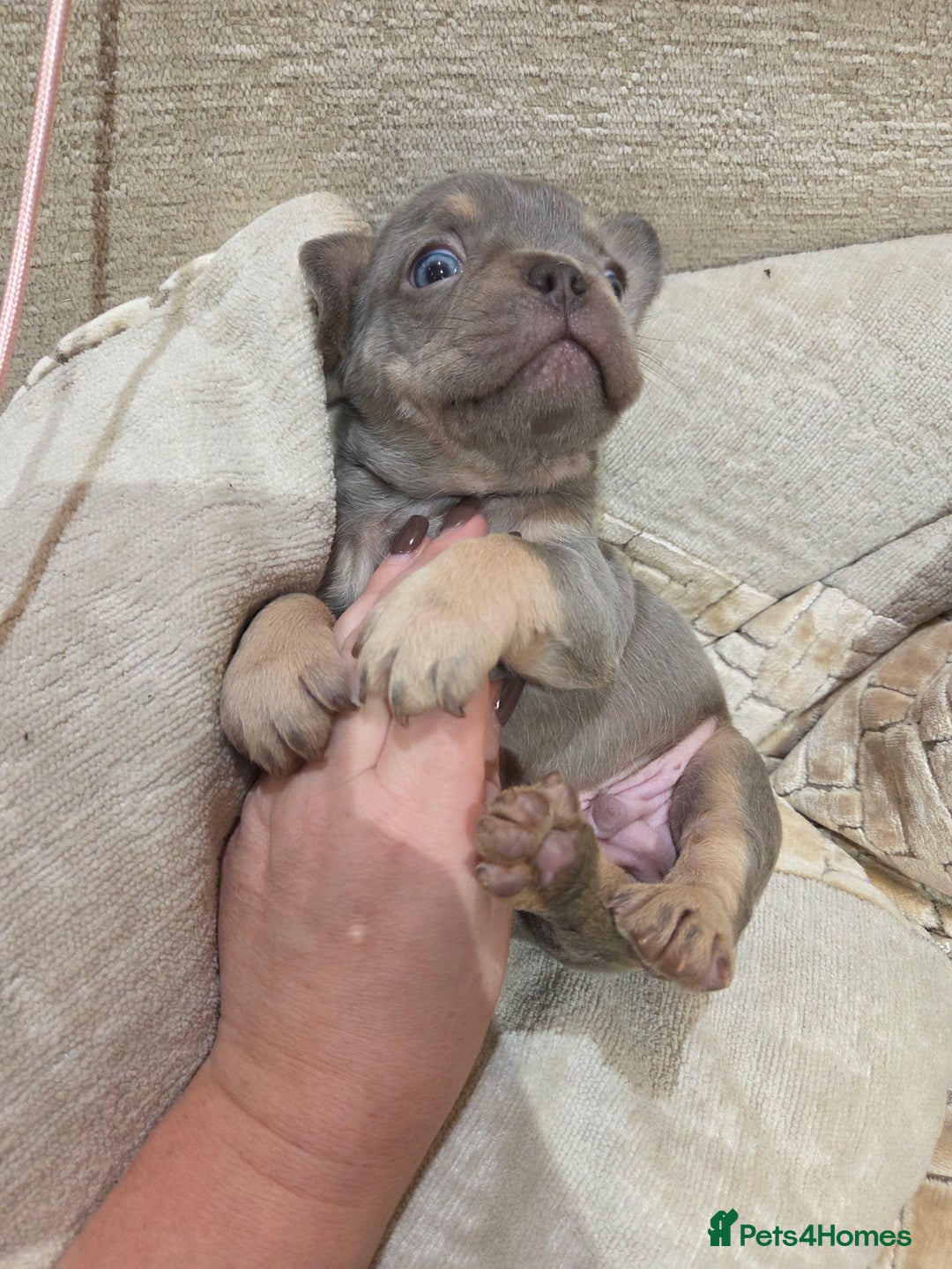 French Bulldog dogs for sale: Isabella & lilac & tan chunky frenchies - Advert 17