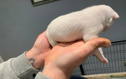 Staffordshire Bull Terrier dogs for sale: Staffordshire Bull terrier Puppies  - Image 9