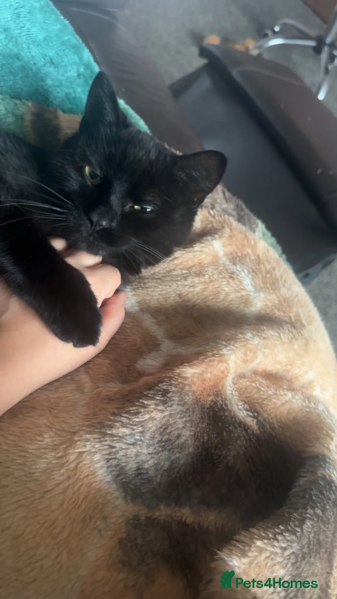 Mixed Breed cats for sale: Female kitten  in Lochgelly - Advert 2