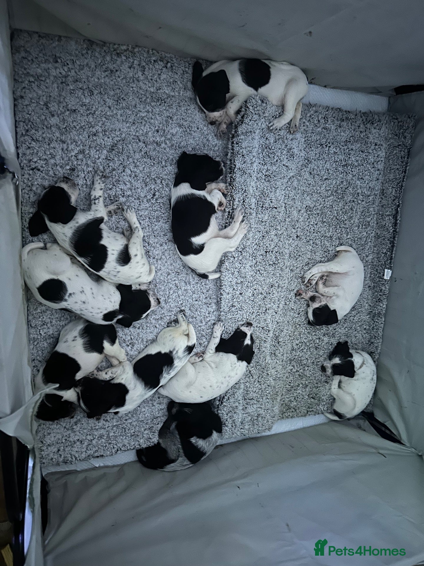 German Wirehaired Pointer dogs for sale: German Wire haired pointer puppies  - Advert 1