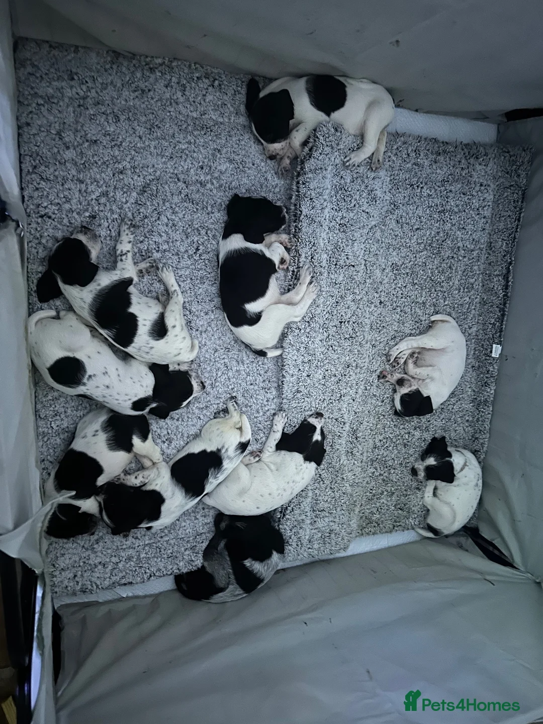 German Wirehaired Pointer dogs for sale: German Wire haired pointer puppies  in Abergavenny - Advert 1