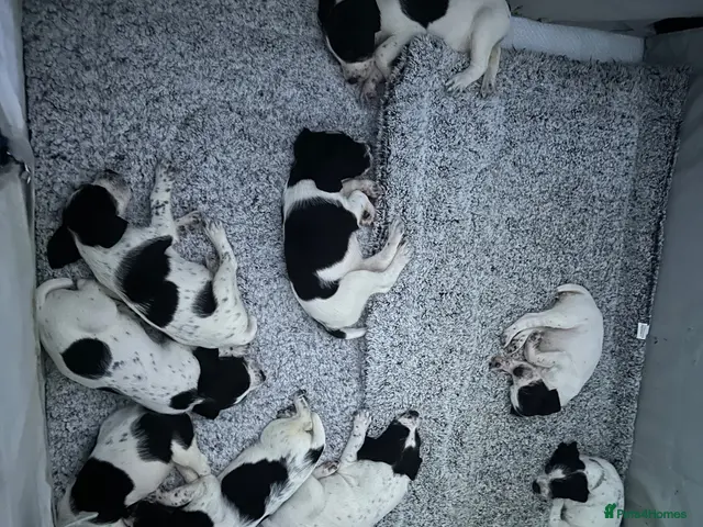 German Wirehaired Pointer dogs for sale: German Wire haired pointer puppies - Advert 1
