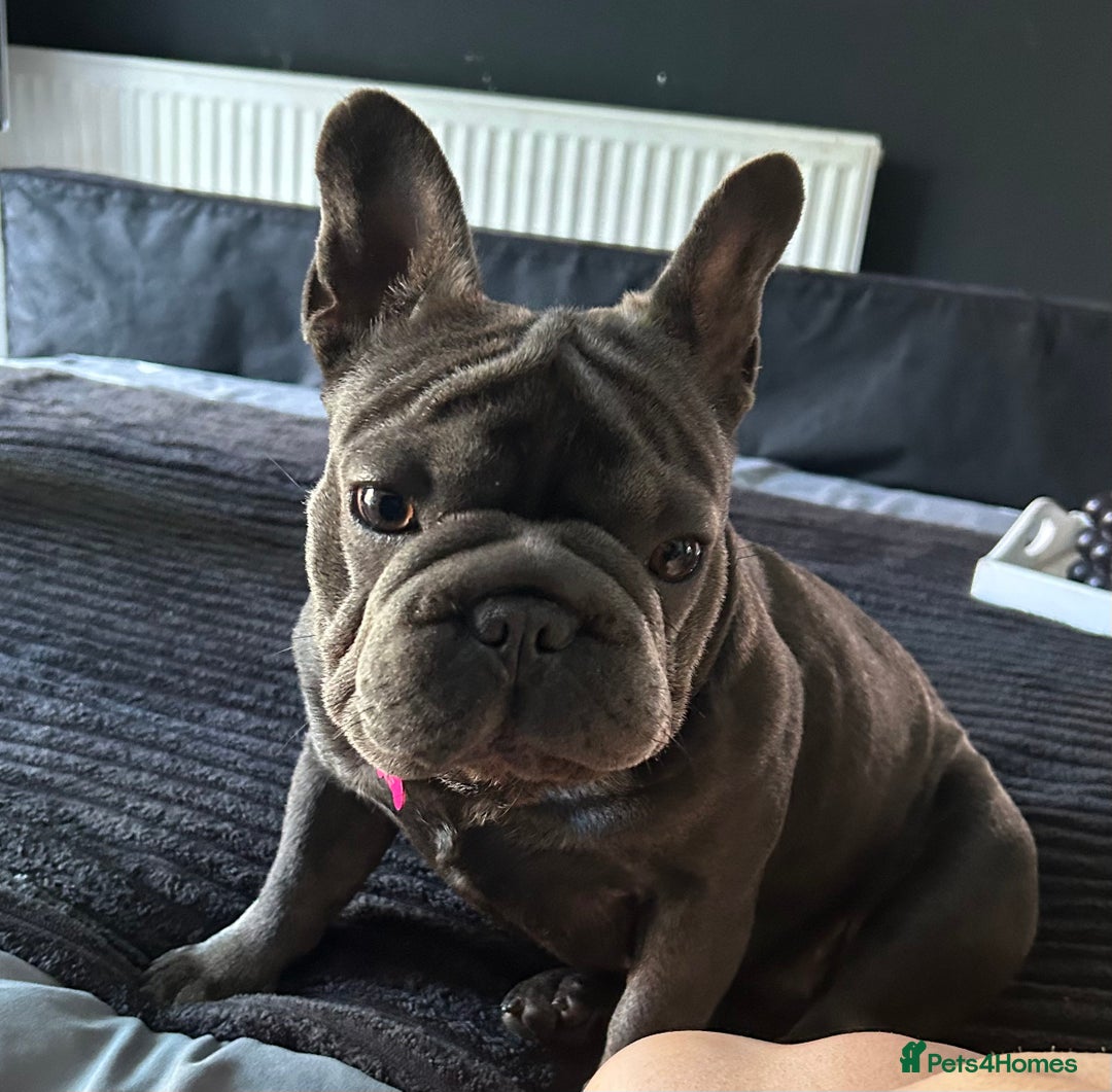 French Bulldog dogs for sale: 11 month old female french bulldog - Image 5