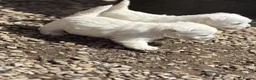 West Highland Terrier dogs for sale: WEST HIGHLAND TERRIER PUPPIES - Advert 4