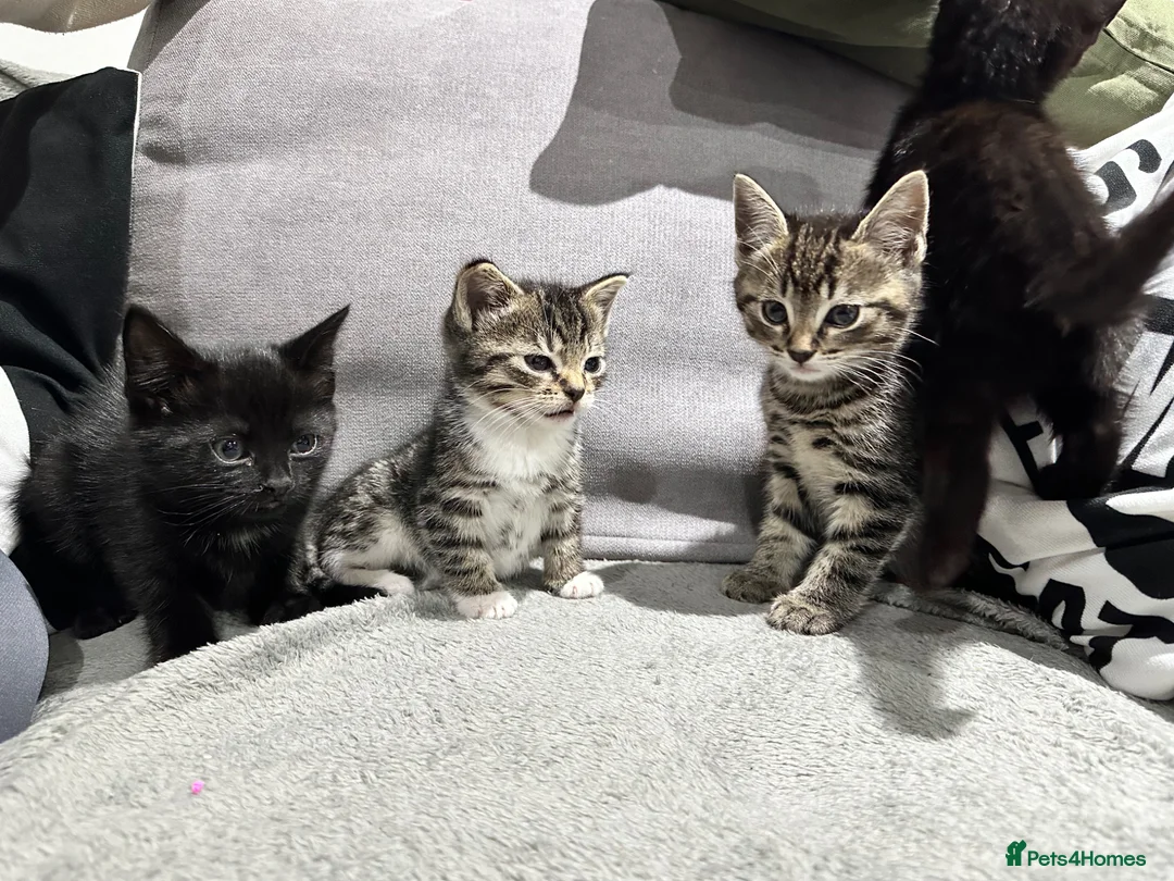 Mixed Breed cats for sale: 4 Little kittens looking for new home in London - Advert 5
