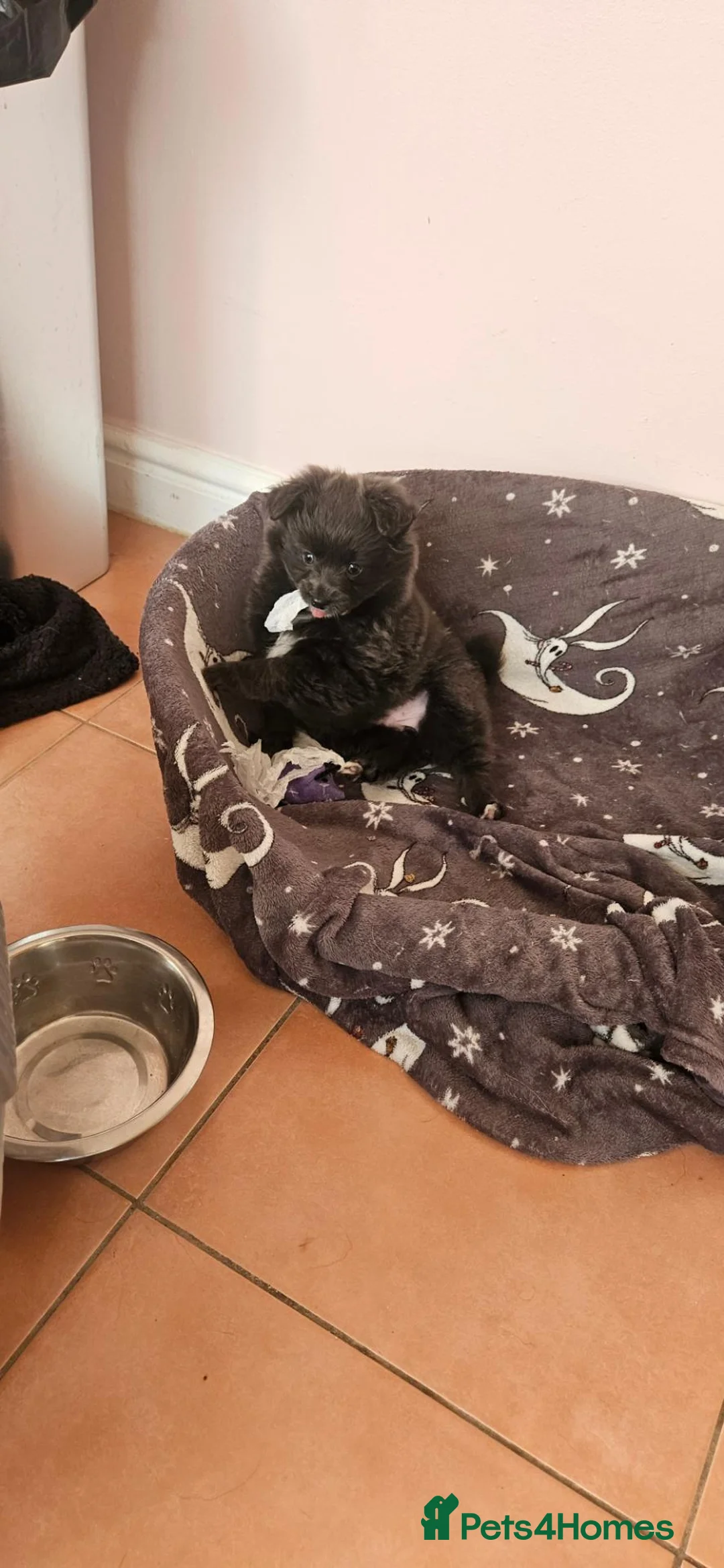 Mixed Breed dogs for sale: Last blue pomchi baby 💙 - Advert 4