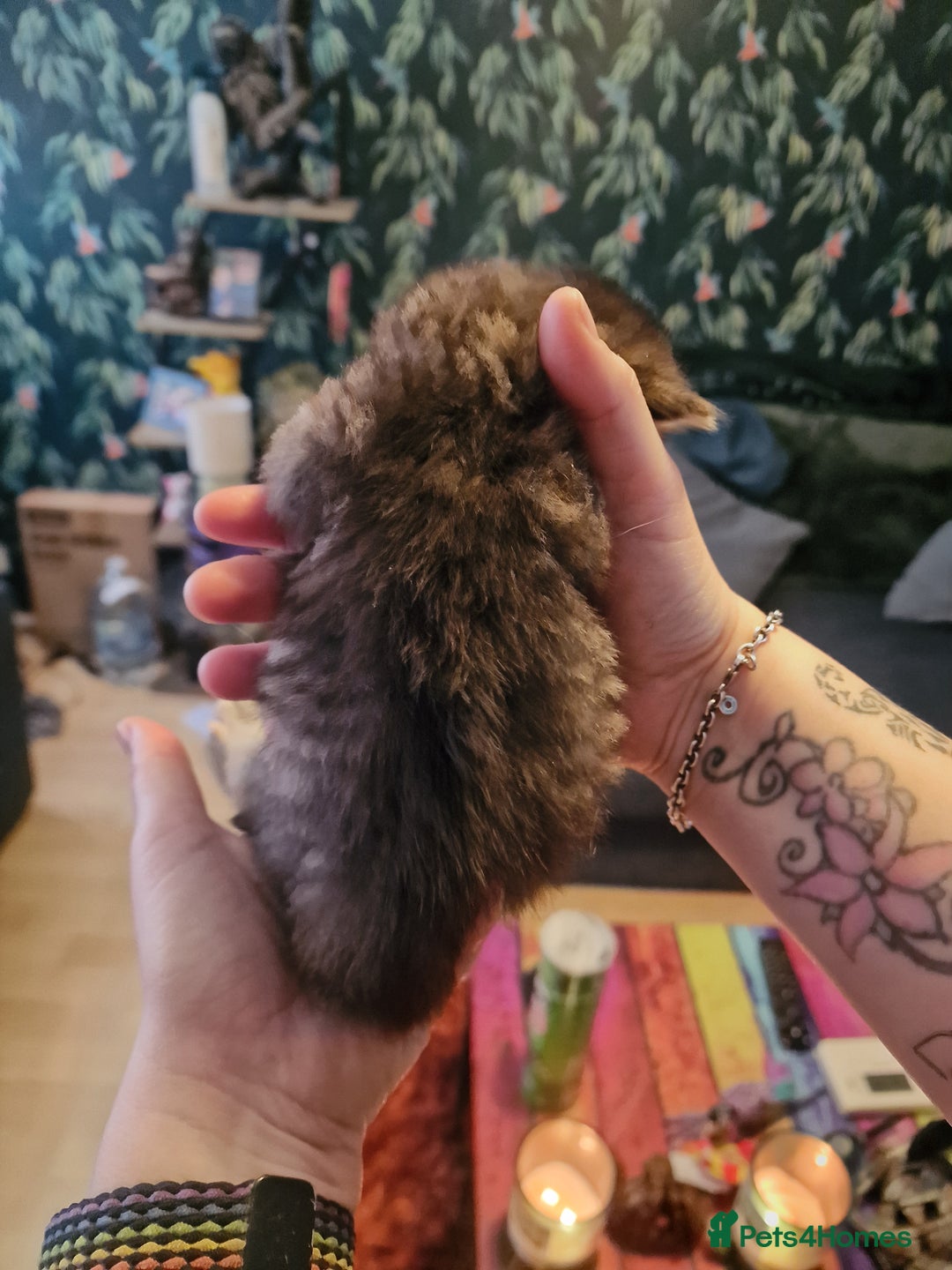 British Longhair cats for sale: 4 Adorable kittens for sale  - Advert 5