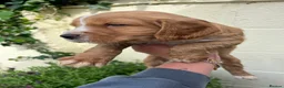 Cocker Spaniel dogs for sale: Outstanding cocker spaniel puppies - Advert 25