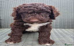 Newfypoo dogs for sale: 🐾 Beautiful Newfypoo x Standard Poodle Puppies 🐾 in Doncaster - Image 21