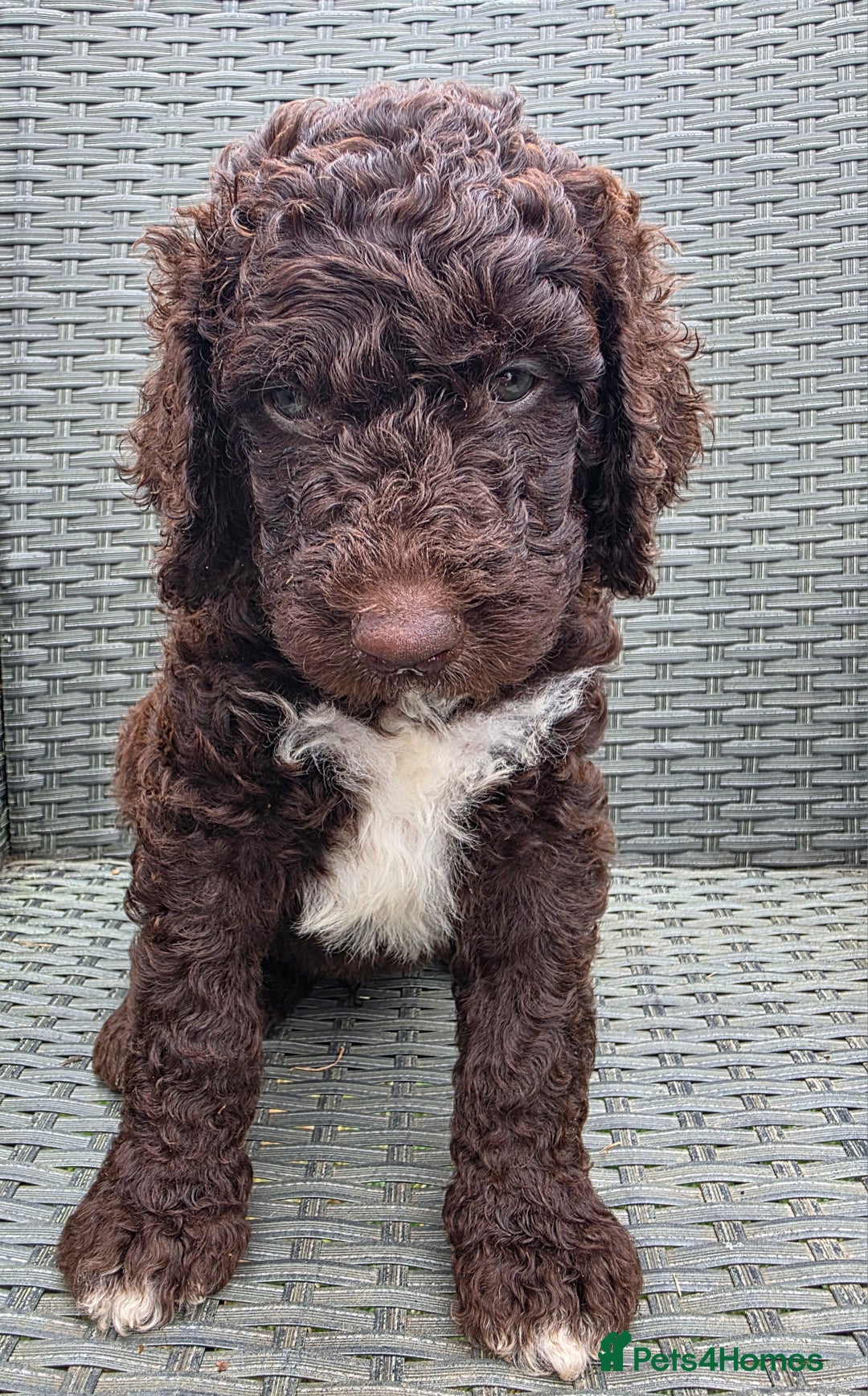 Newfypoo dogs for sale: 🐾 Beautiful Newfypoo x Standard Poodle Puppies 🐾 in Doncaster - Image 21