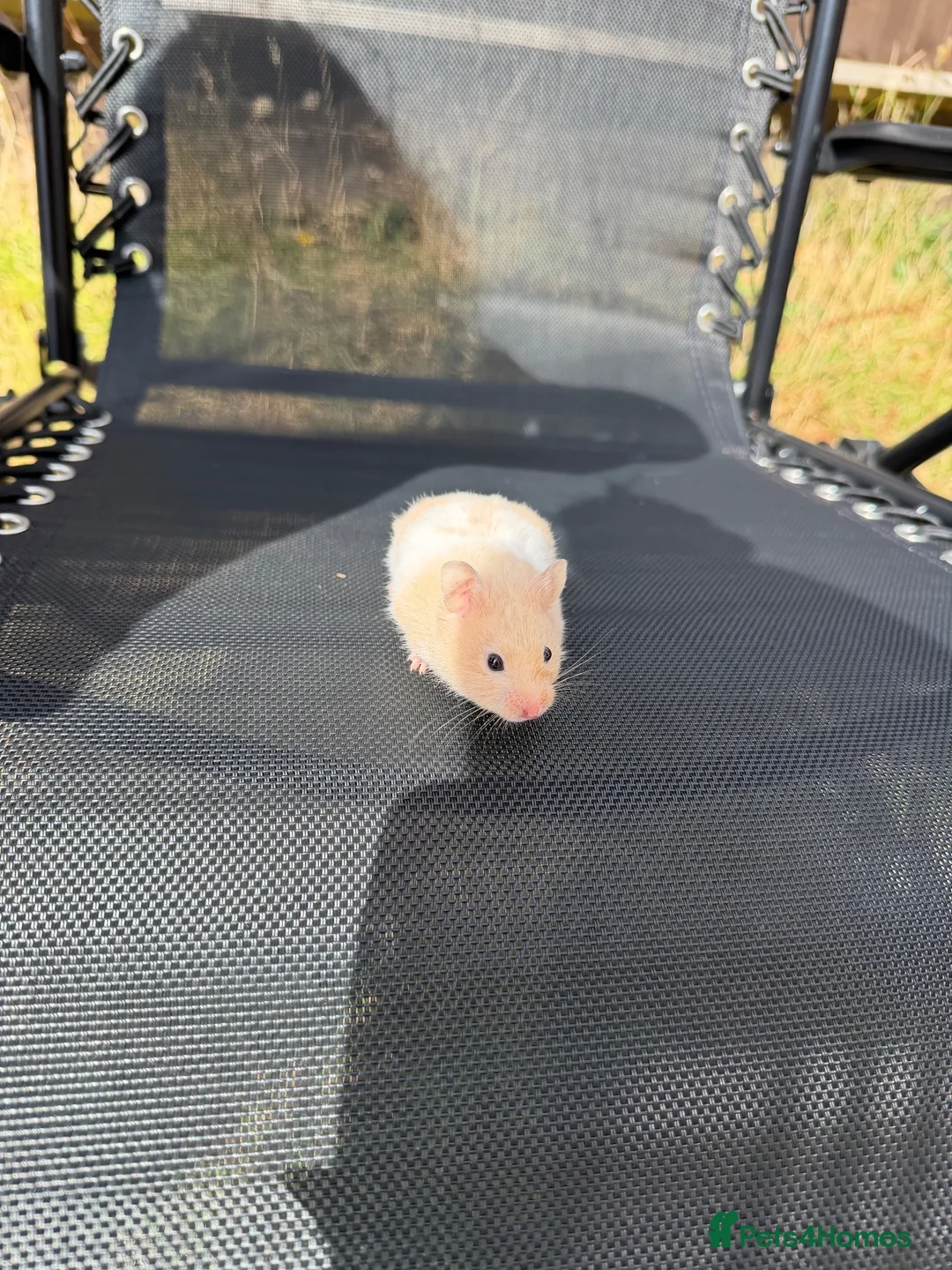 Hamster rodents for sale: Syrian hamster  - Advert 3