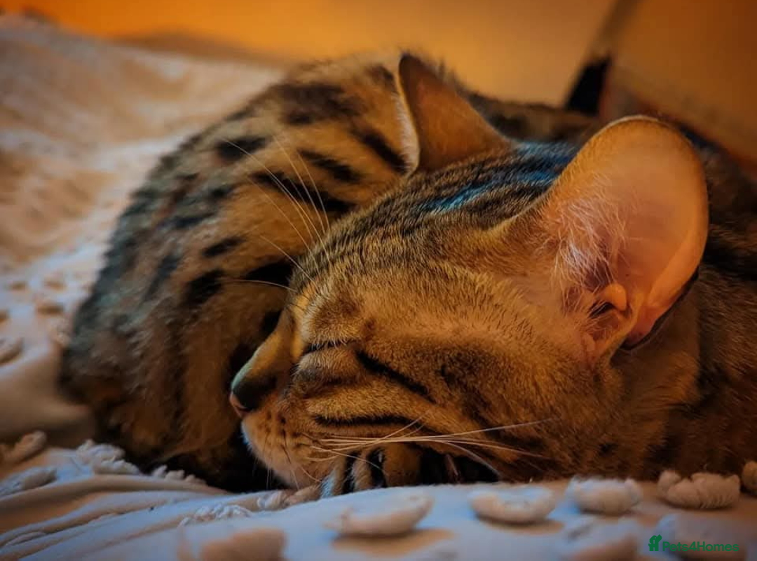 Bengal cats for sale: 🖤🤎🧡🤍Bengal sisters🤍🧡🤎🖤 - Image 4