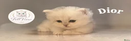 British Longhair cats for sale: Stunning Silver Tipped Longhair Kittens - Advert 3