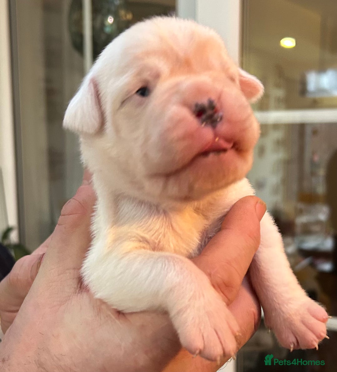 Boxer dogs for sale: Adorable BOXER puppies - Advert 7