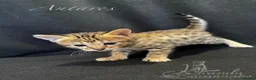 Savannah cats for sale: Excellent Quality Tica Registered Purebred kittens - Advert 21