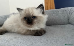 Ragdoll cats for sale: Gorgeous ragdoll kitten - Image 6