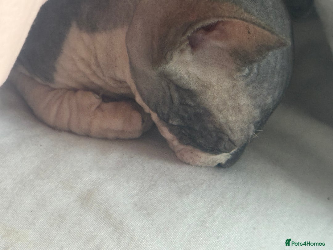 Sphynx cats for sale: 3 beautiful sphynx kittens  - Image 6