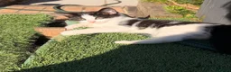 Mixed Breed cats for sale: Lovely girl ready for her new home  - Advert 6