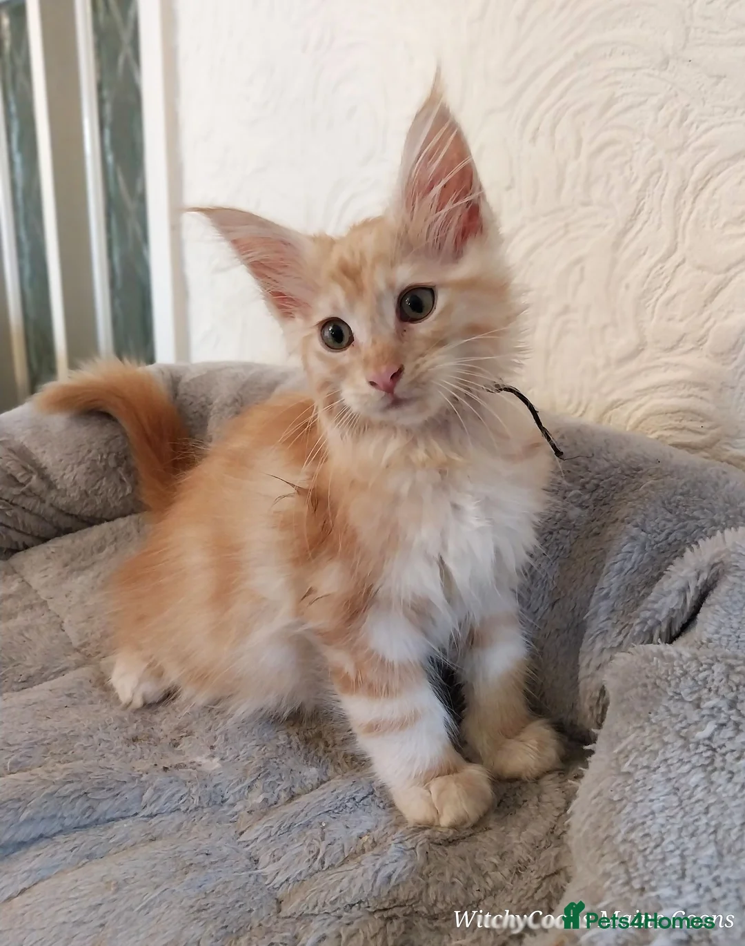 Maine Coon cats for sale: TICA Reg Maine Coon Kittens. Red. Tortie. White - Advert 1