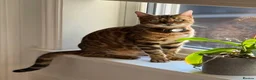 Bengal cats for sale: Fendi & Bagheera–Beautiful, Loving Bengal Pair - Advert 8