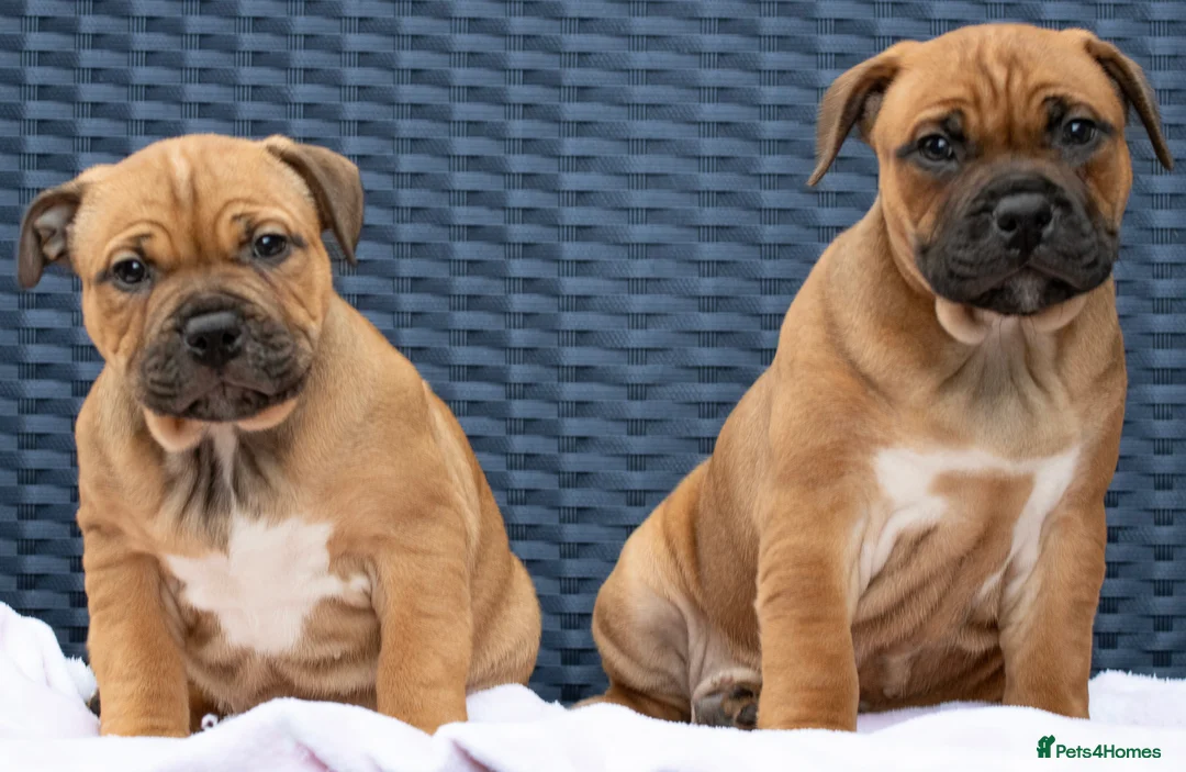 Staffordshire Bull Terrier dogs for stud: 🥨 Crufts Qualified Red SBT Stud 🥨 - Advert 8