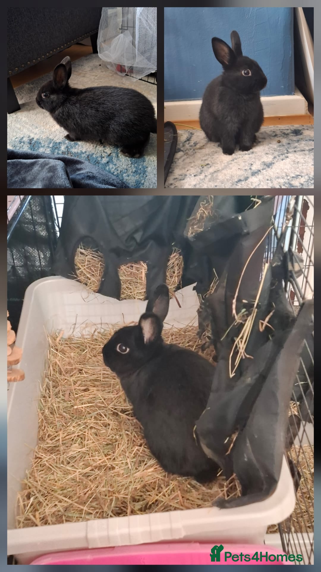 Mixed Breed rabbits for sale: Bonded pairs  - Advert 2