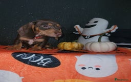 Miniature Dachshund dogs for sale: Ready to leave!! Miniature dachshunds💙💗 - Image 15