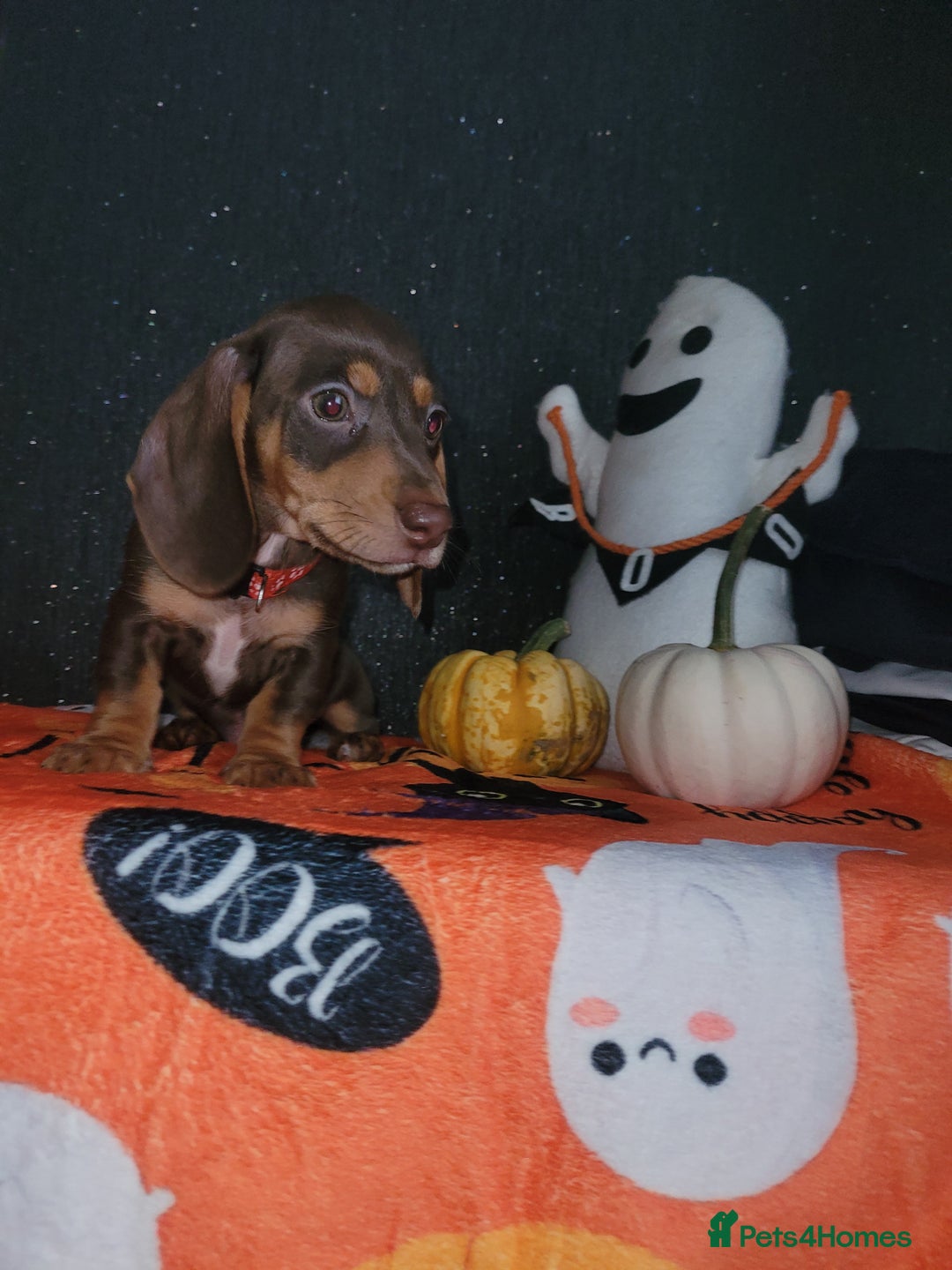 Miniature Dachshund dogs for sale: Ready to leave!! Miniature dachshunds💙💗 - Image 15