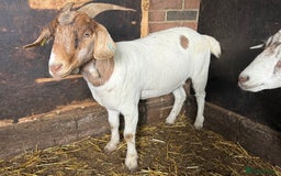 Goats livestock for sale: Nanny Boer goats for sale  - Image 6