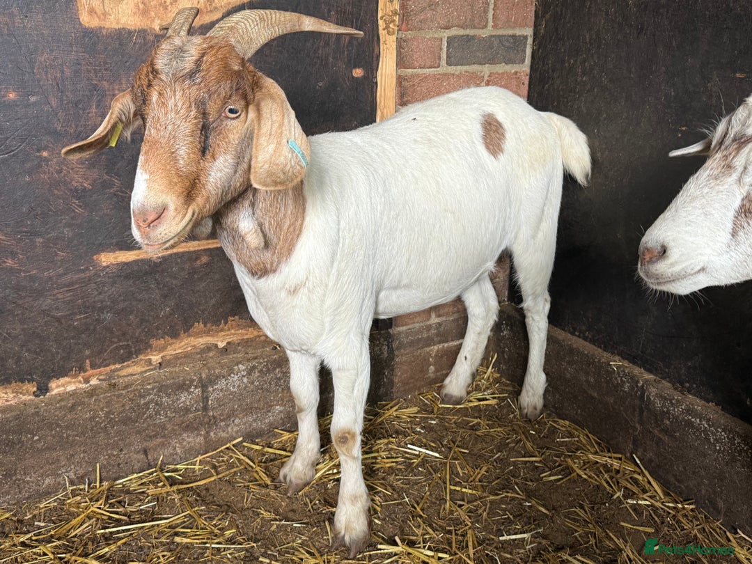 Goats livestock for sale: Nanny Boer goats for sale  - Image 6