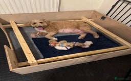 Mixed Breed dogs for sale: 👑 Superb Rare Health Teated Cockadoodledoo Pups - Image 1