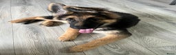 German Shepherd dogs for sale: Pure breed German shepherd for sale - Advert 5