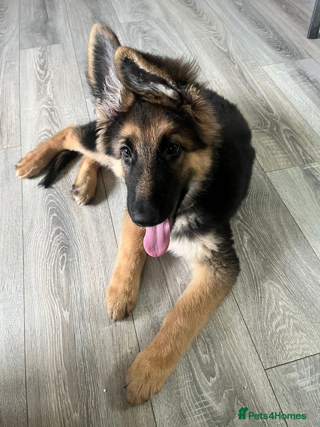 German Shepherd dogs for sale: Pure breed German shepherd for sale - Advert 5