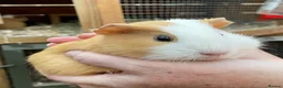 Guinea Pig rodents for sale: Sweet natured baby guinea pigs  - Advert 3