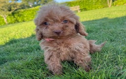 Cockapoo dogs for sale: Stunning Fox Red f1 cockapoo puppies  - Image 22