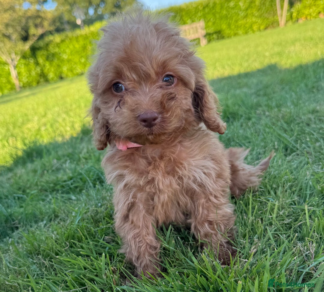 Cockapoo dogs for sale: Stunning Fox Red f1 cockapoo puppies  - Image 22