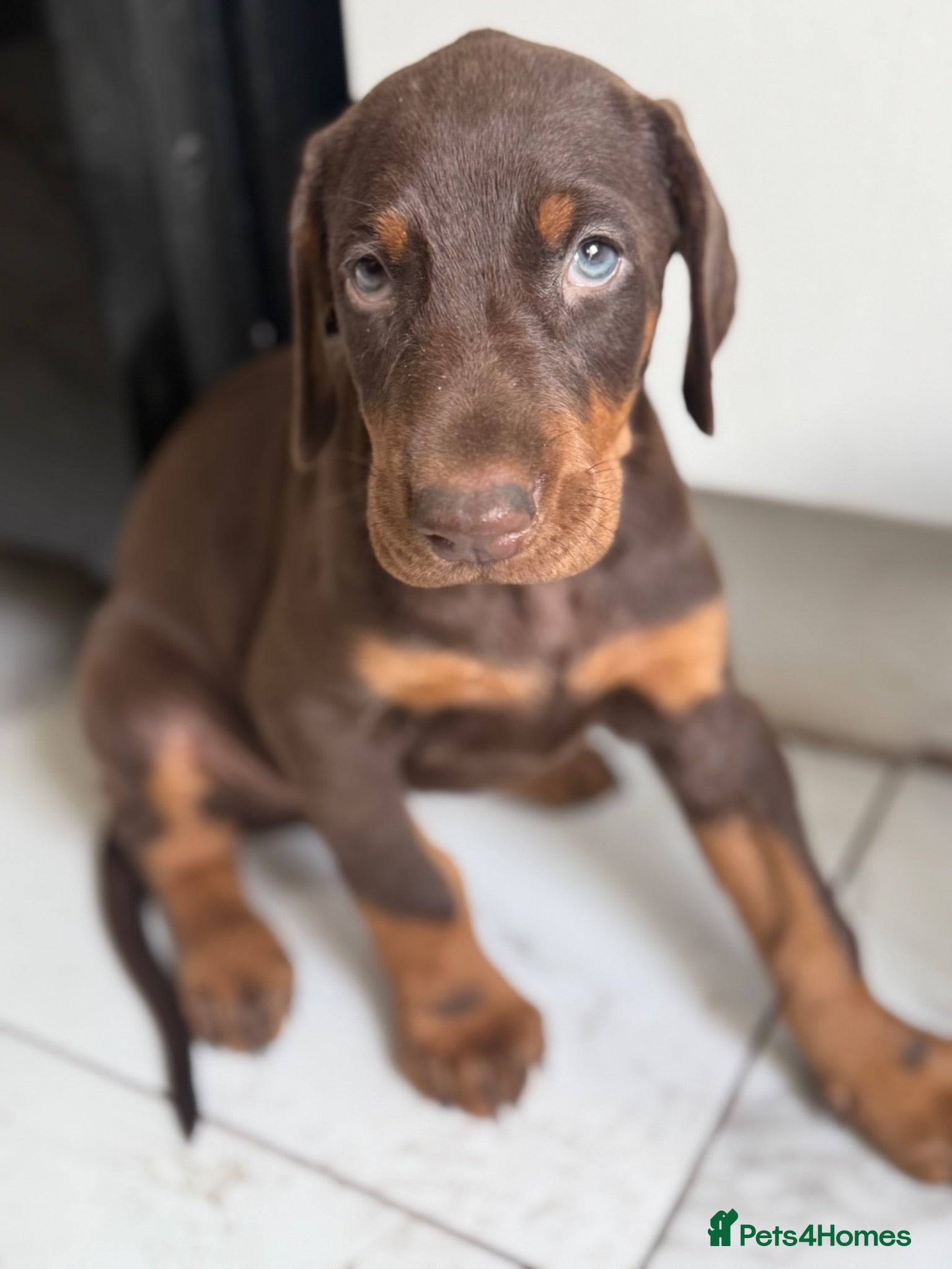 Dobermann dogs Dobermann pups International Champion Bloodline - Advert 1