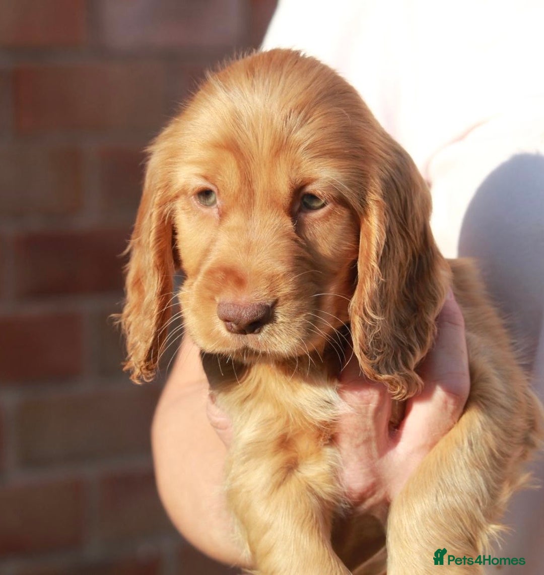 Cocker Spaniel dogs for sale: Full Cocker Spaniels Puppies  - Image 26