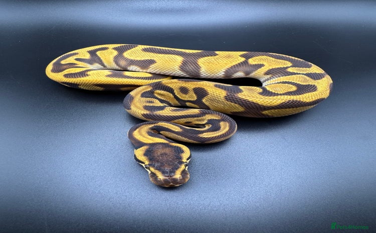 Python Snake reptiles Female Orange Dream Leopard Enchi Het Hypo - Advert 1