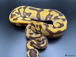 Python Snake reptiles Female Orange Dream Leopard Enchi Het Hypo - Advert 1