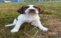 English Springer Spaniel dogs for sale: KENNEL CLUB Pedigree Springer Spaniel Puppies - Image 17