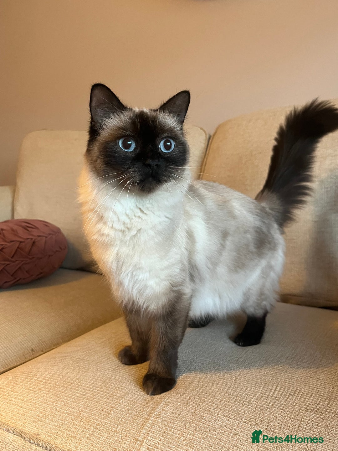Ragdoll cats for sale: Adorable Ragdoll Kittens - Advert 2