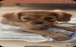 Cavapoo dogs for sale: Cavapoo puppies - Advert 7