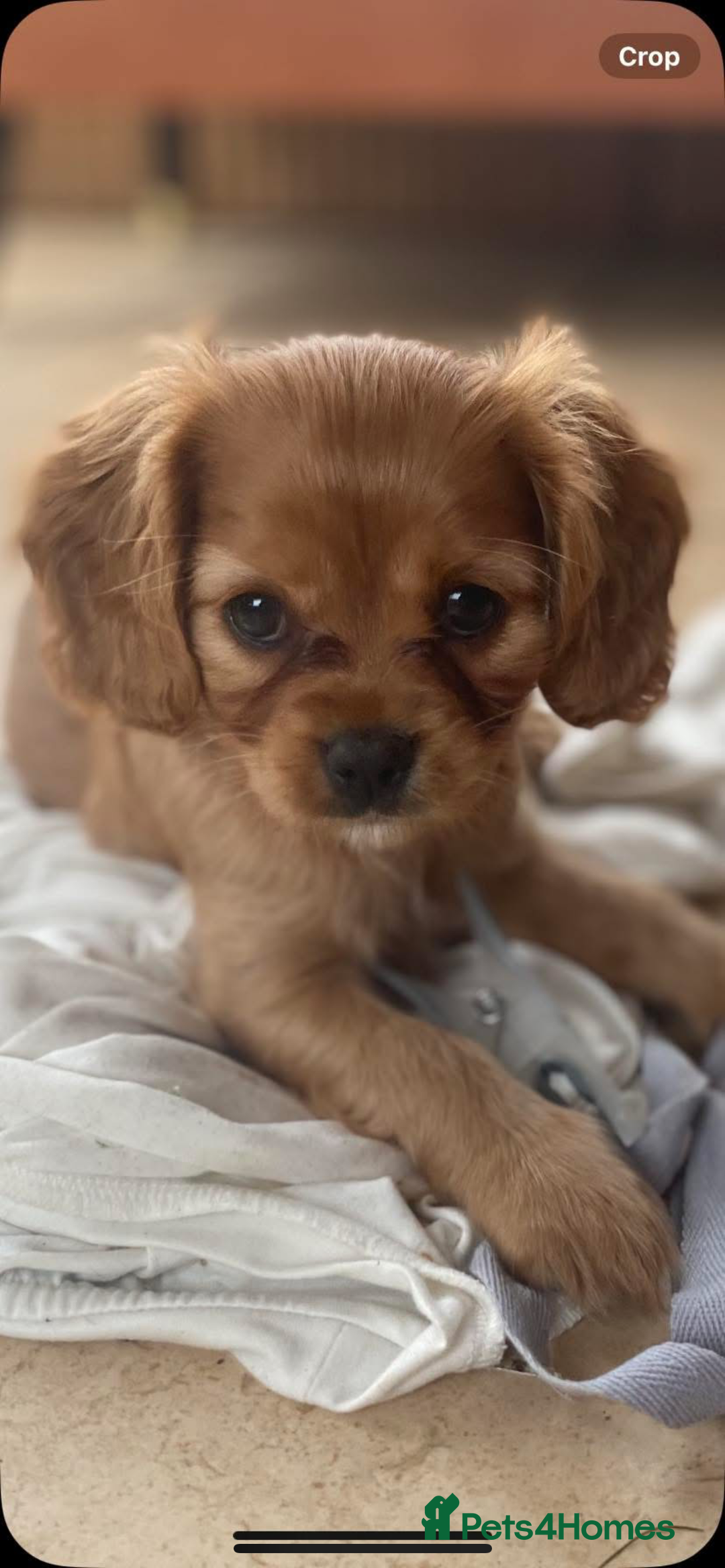 Cavapoo dogs for sale: Cavapoo puppies - Advert 7