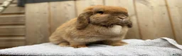 Mini Lop rabbits for sale: Poppy, mini lop doe looking for her forever home  - Advert 4