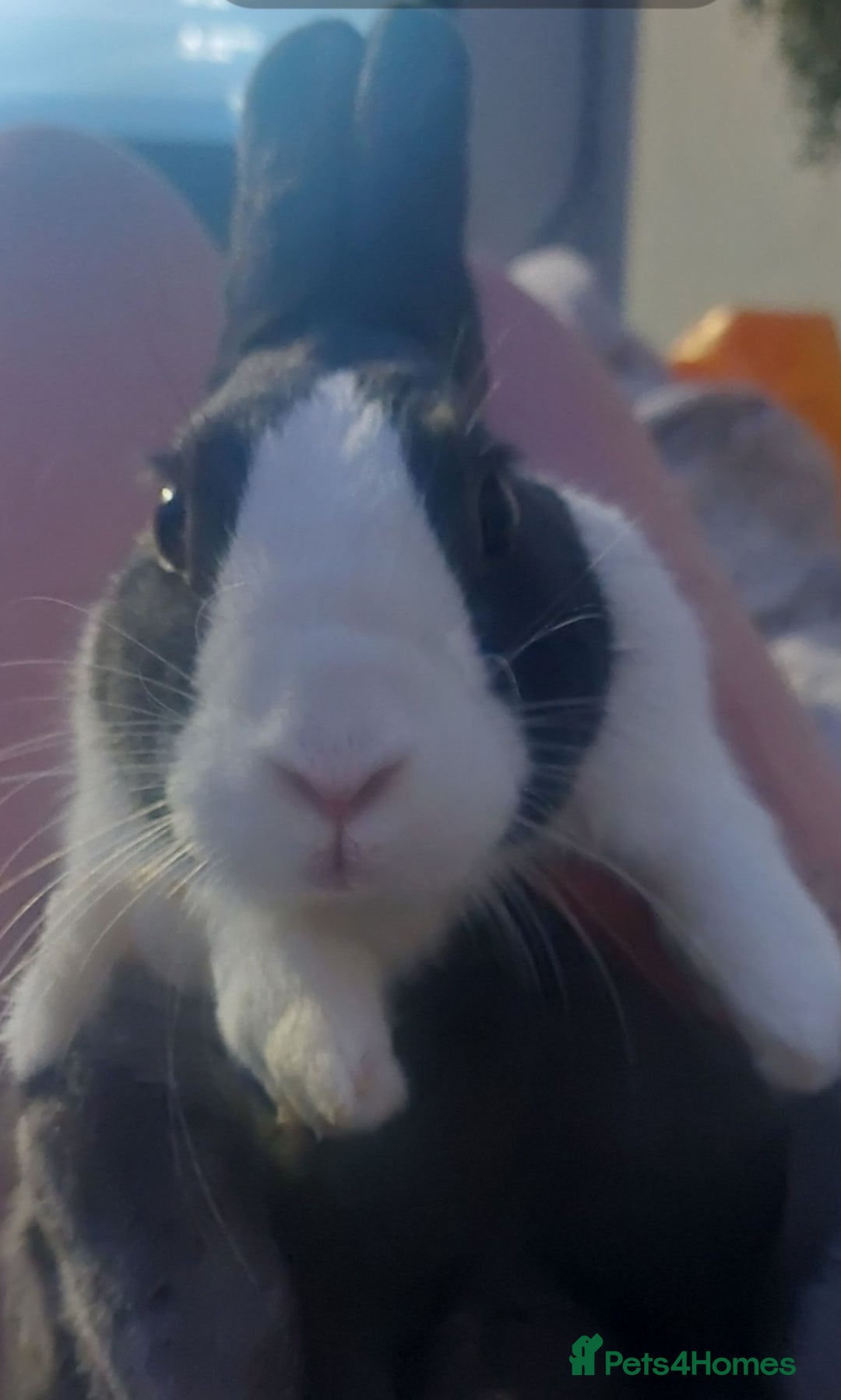 Dutch rabbits for sale: Male Adult Dutch Rabbit  - Advert 3