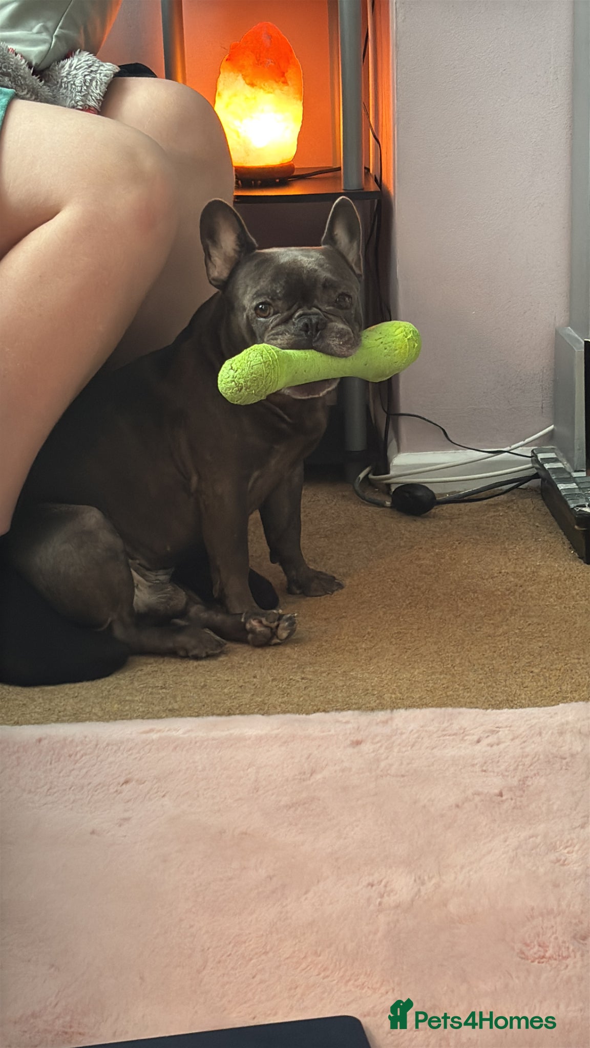 French Bulldog dogs 4 year old French bulldog dog - Advert 10